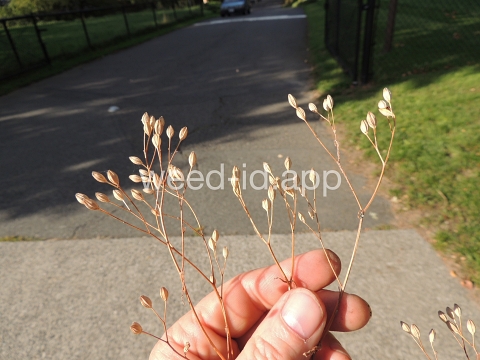 nipplewort